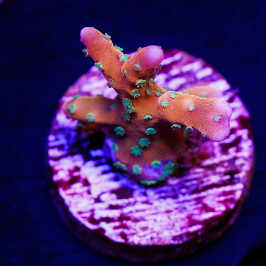 RRC Tropicana #2