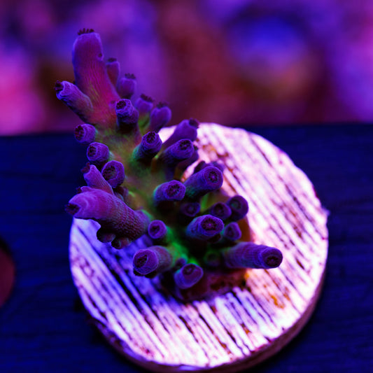 CC Purple Tort