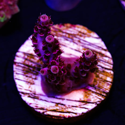 CC Mai Tai Table #4