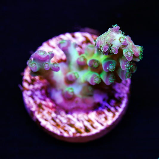 ORA Pearlberry