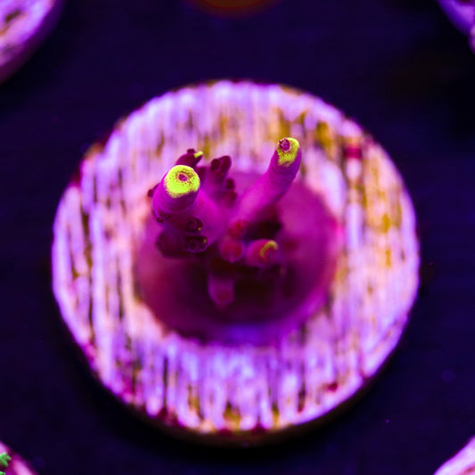 JF Fox Flame #2