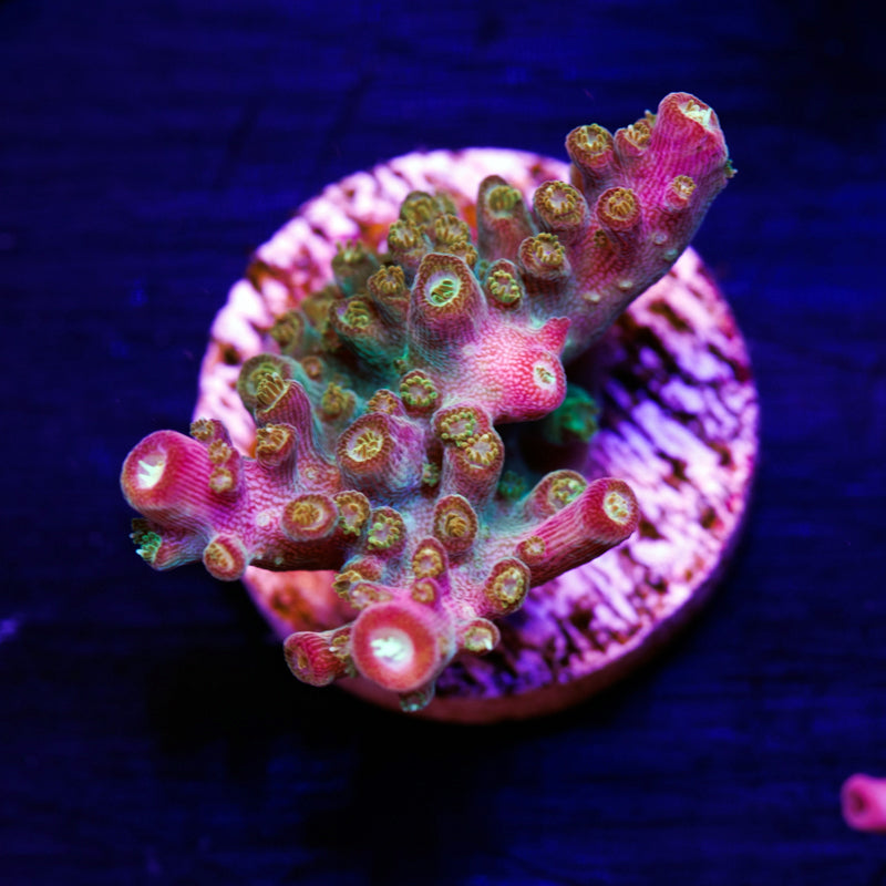 RR Rainbow Loom #1