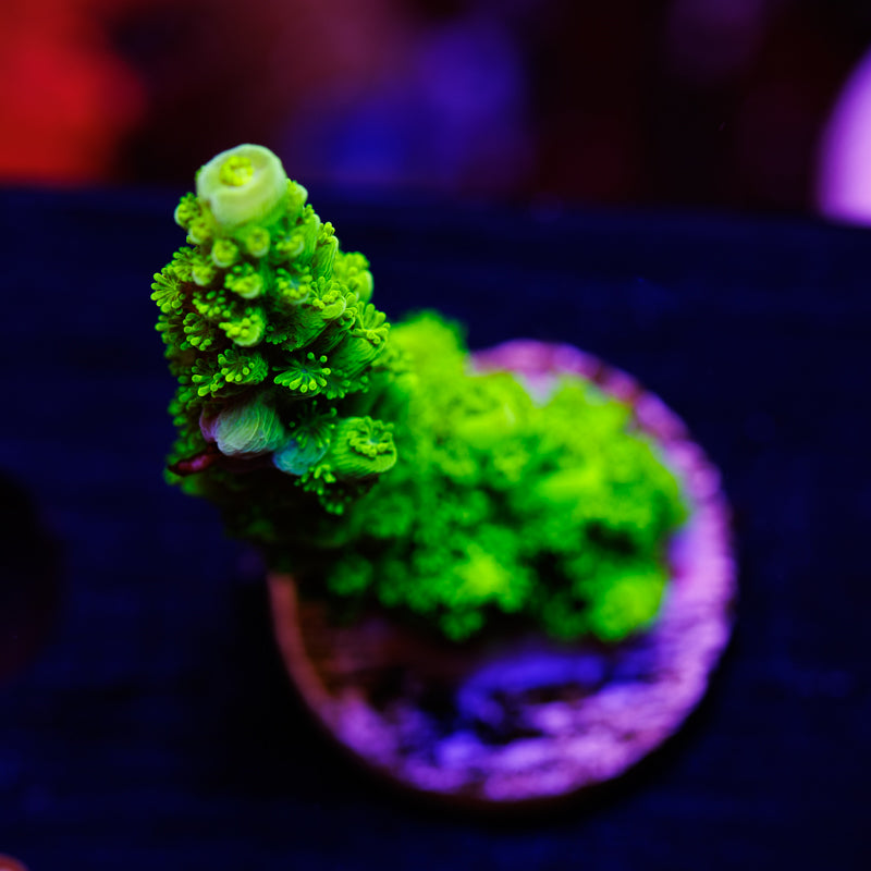 OG Green Bali Slimer #1
