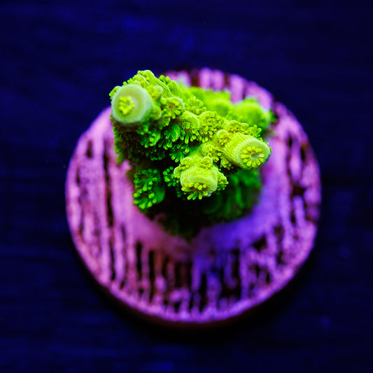 OG Green Bali Slimer #2