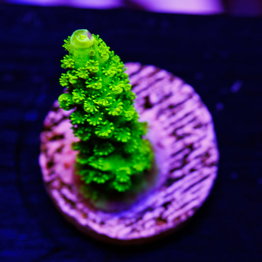 OG Green Bali Slimer #3