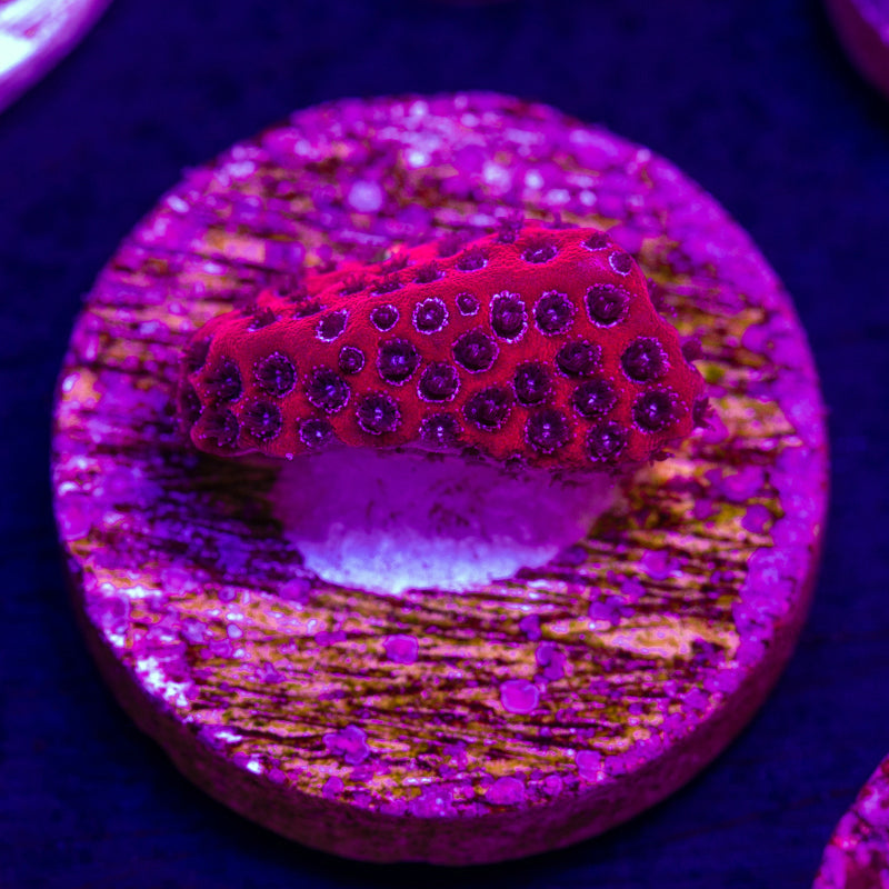 CC Darth Maul Porites