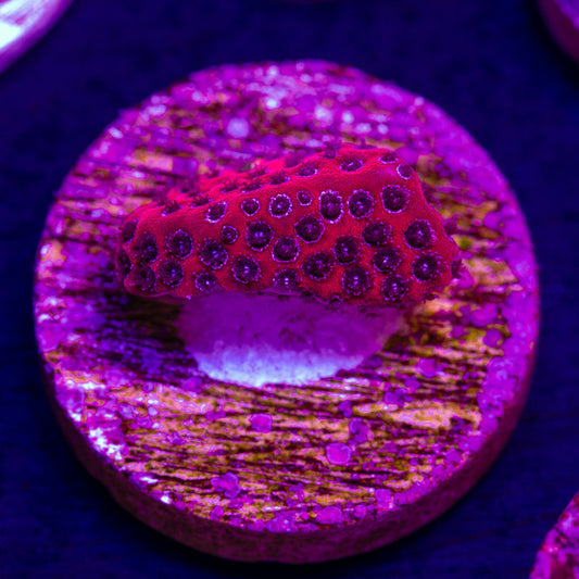CC Darth Maul Porites
