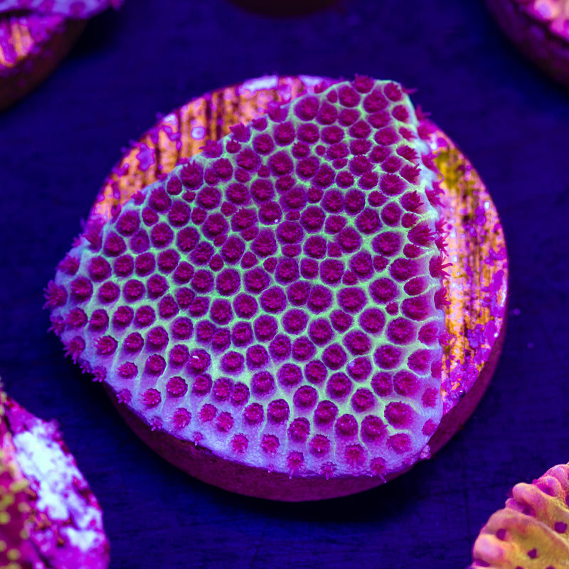 Tyree Sand Dollar Porites #1