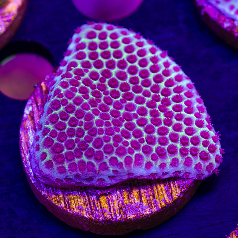 Tyree Sand Dollar Porites #2