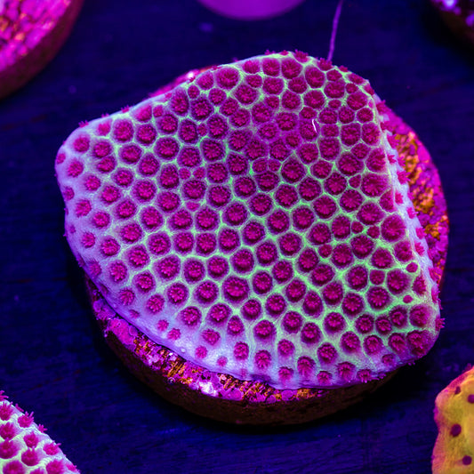 Tyree Sand Dollar Porites #3