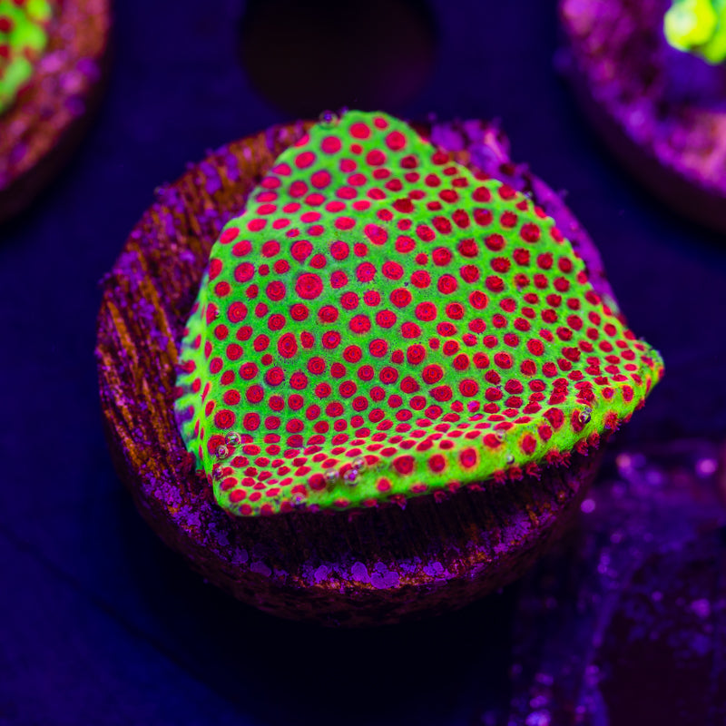 JF Red Eye Porites #1