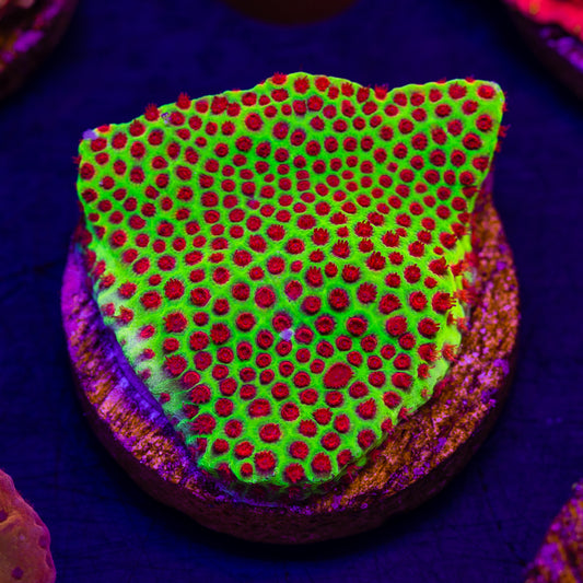 JF Red Eye Porites #2