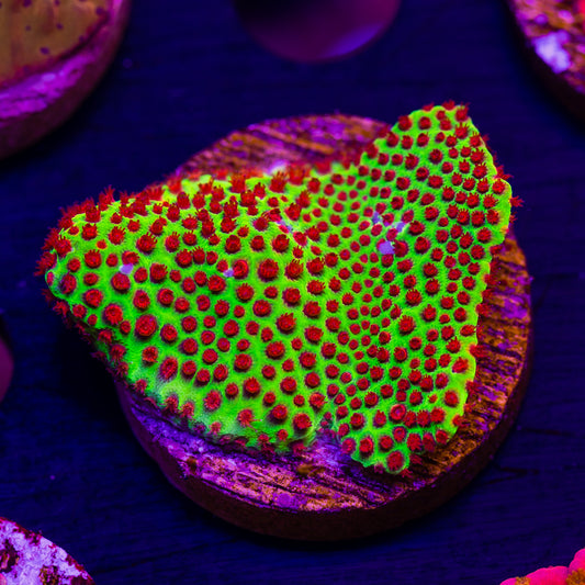 JF Red Eye Porites #3