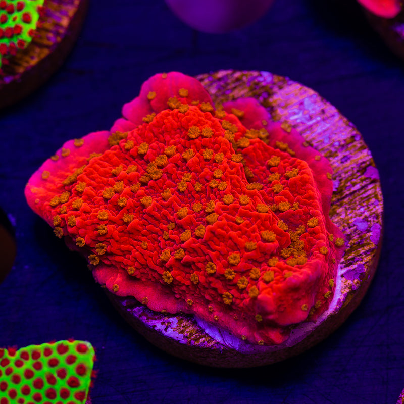 Starburst Monti Cap #1