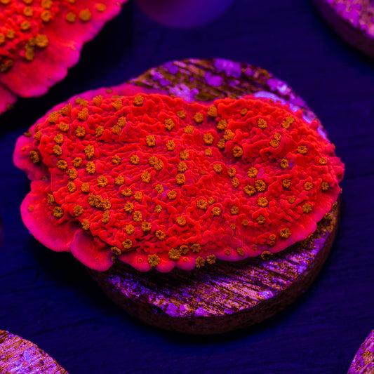 Starburst Monti Cap #2