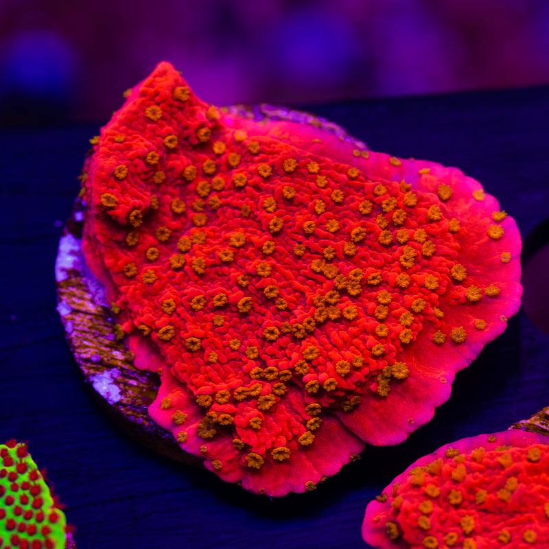 Starburst Monti Cap #3