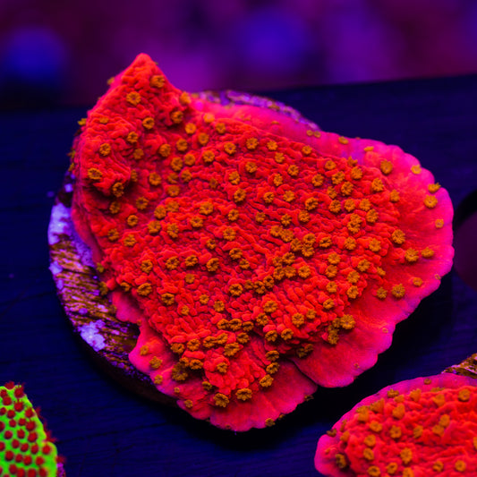 Starburst Monti Cap #3