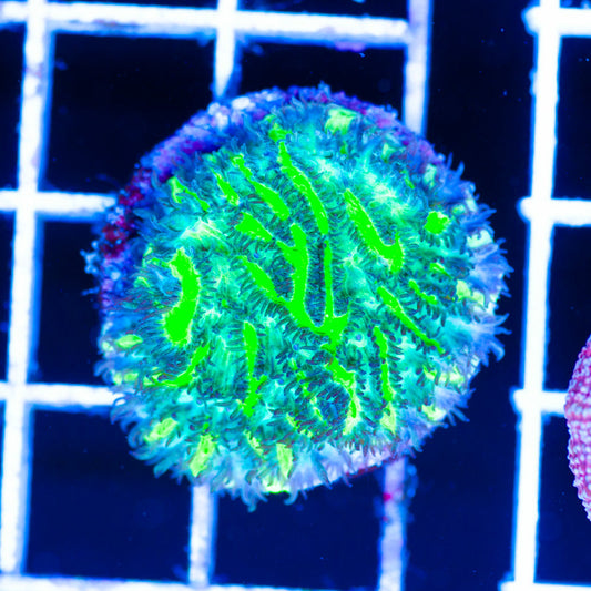 JF Limelight Plating Hydnophora #3