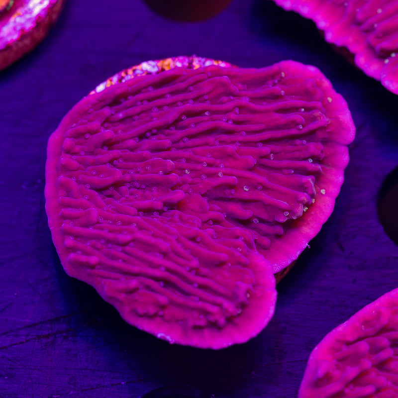 Idaho Grape Monti Cap #2