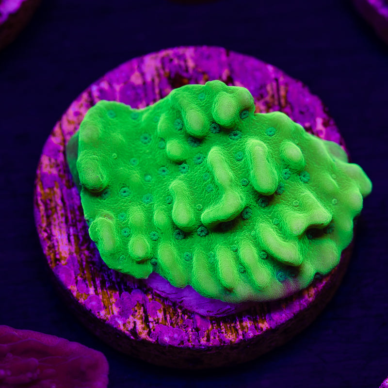 CC Plutonium Monti