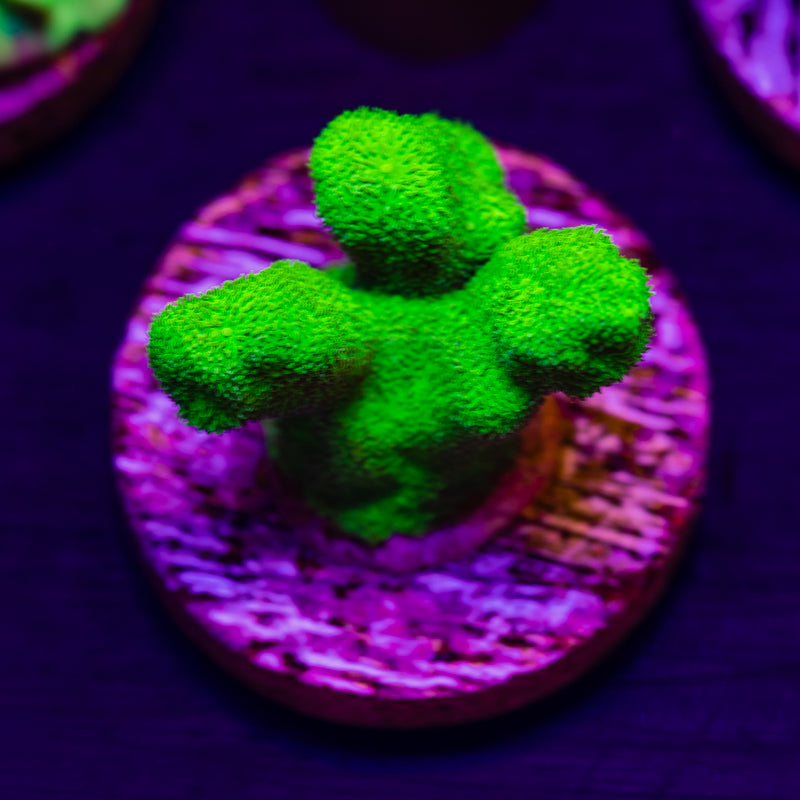 ORA Kelly Green Branching Psammacora #1