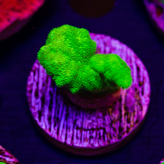 ORA Kelly Green Branching Psammacora #2