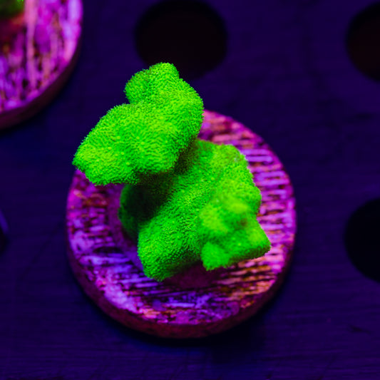 ORA Kelly Green Branching Psammacora #3