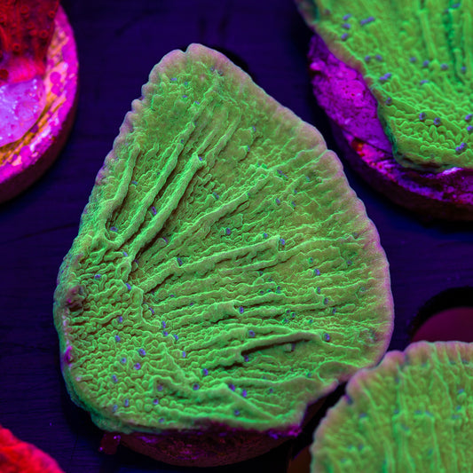 Tyree Flower Petal Monti #2