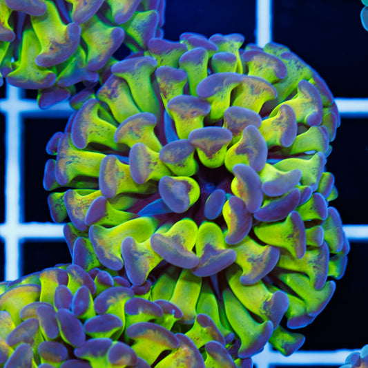Hologram Hammer #2