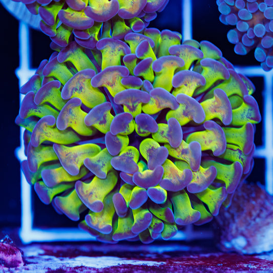 Hologram Hammer #4
