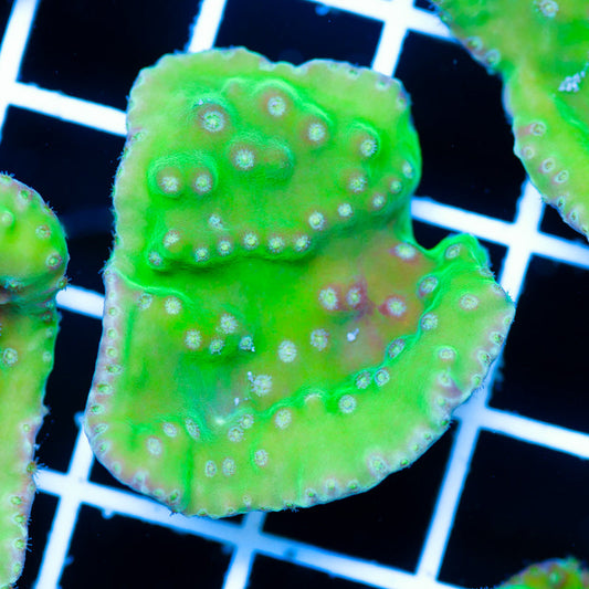 Frogskin Turbinaria #2