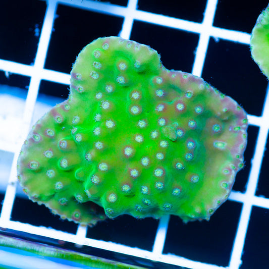 Frogskin Turbinaria #4
