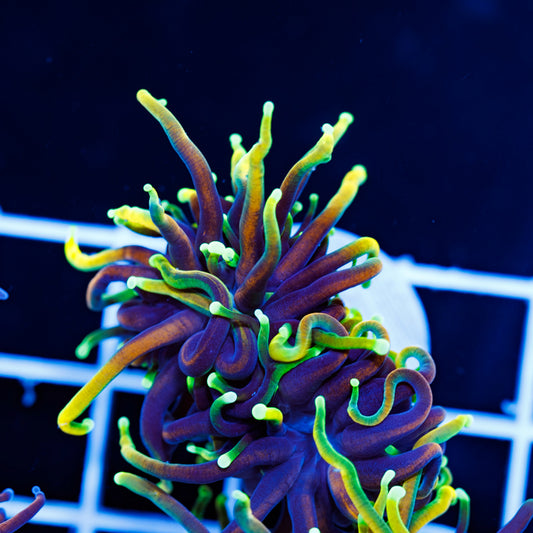 CC Shock Torch #2