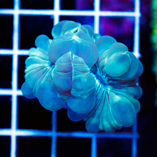 Fox Coral #1