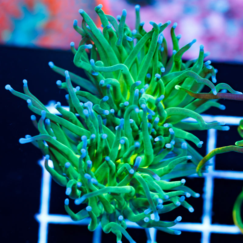 Blu Tip Torch #2