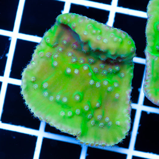 Frogskin Turbinaria #5