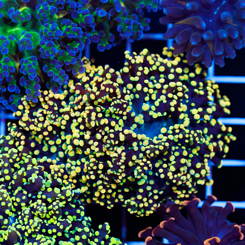 Kreeger's Octospawn