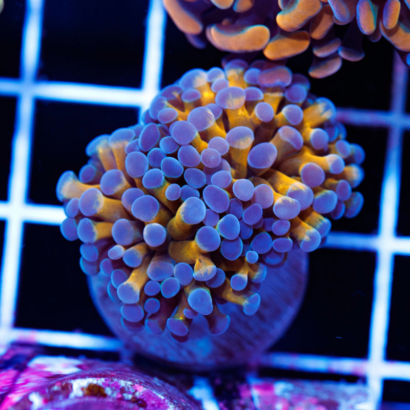Blu & Gold Hammer #3