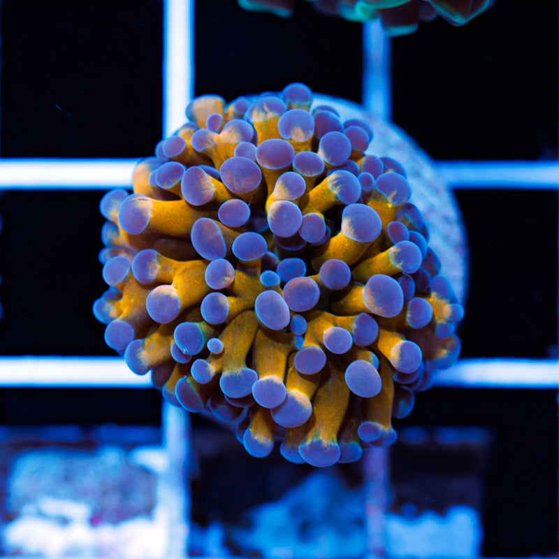 Blu & Gold Hammer #4