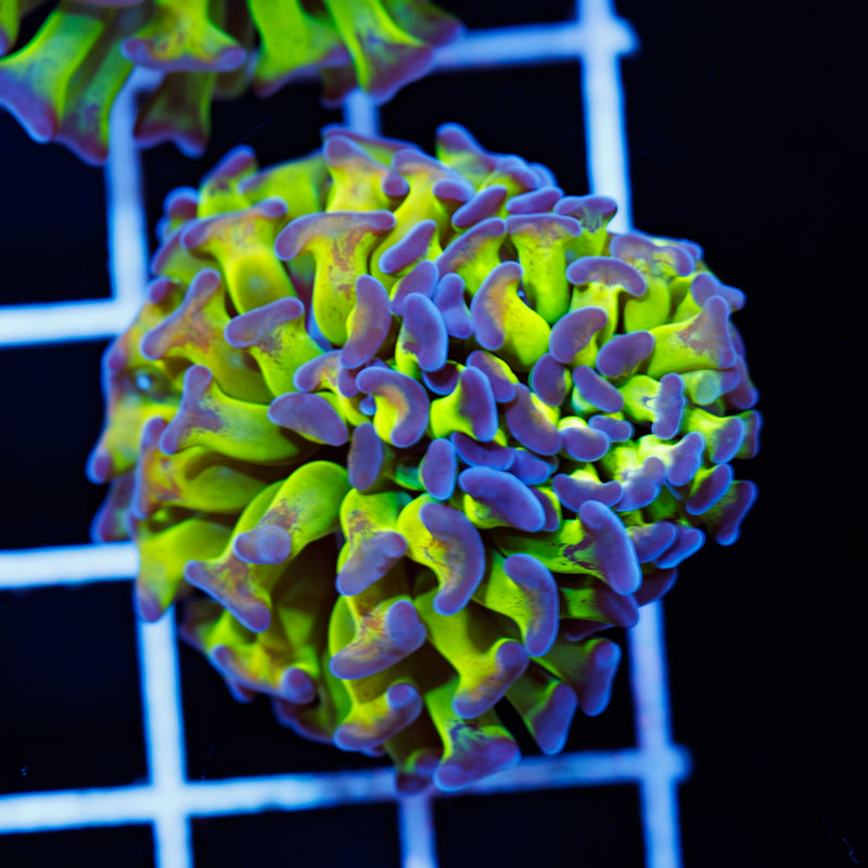 Hologram Hammer #5