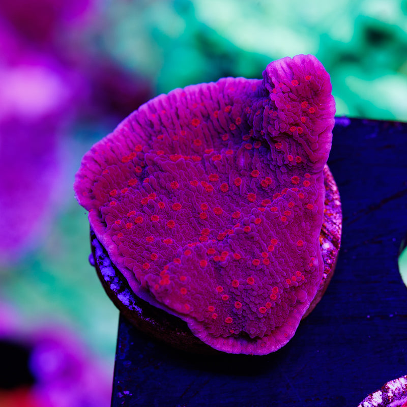 RRC Red Roses Monti Cap #1