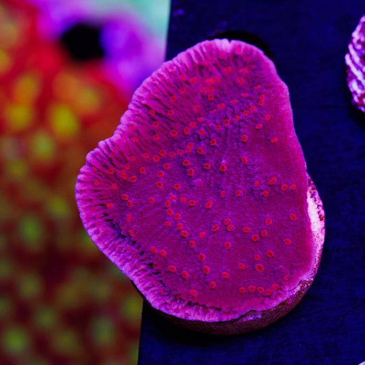 RRC Red Roses Monti Cap #2