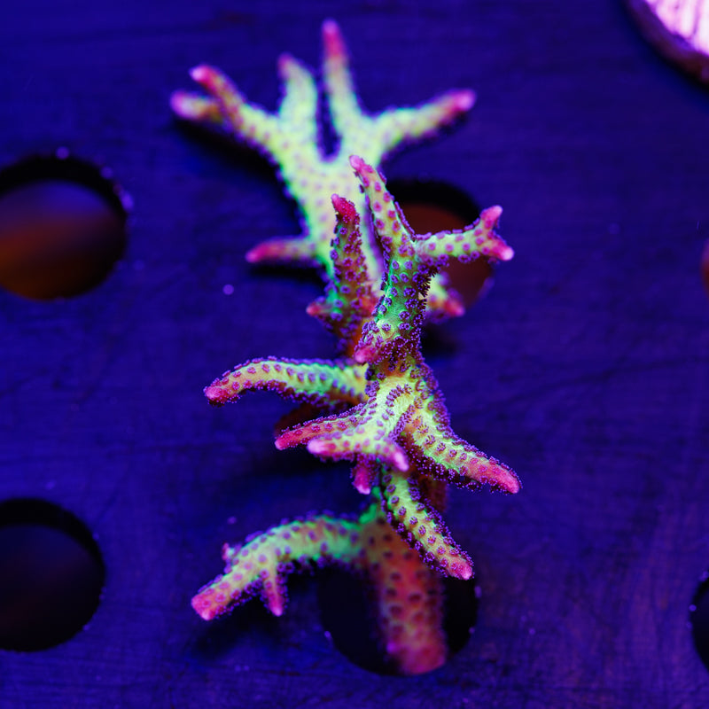 CC Purple Polyp Birdsnest