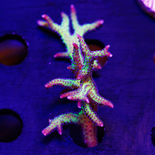 CC Purple Polyp Birdsnest