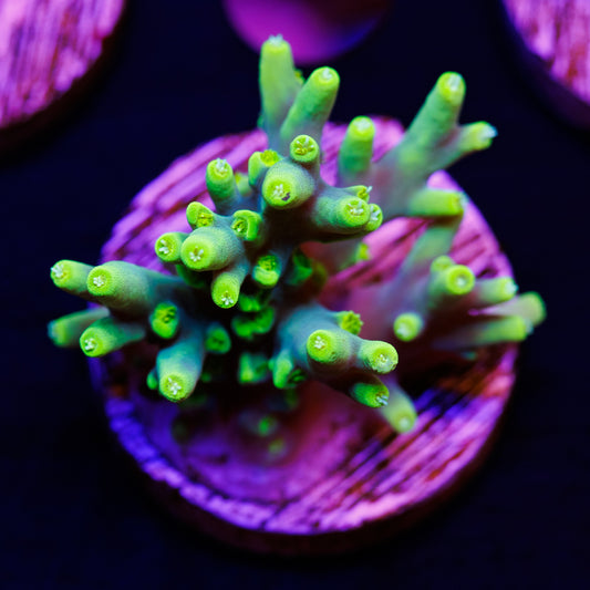 CC Retina Blaster Suharsoni #2