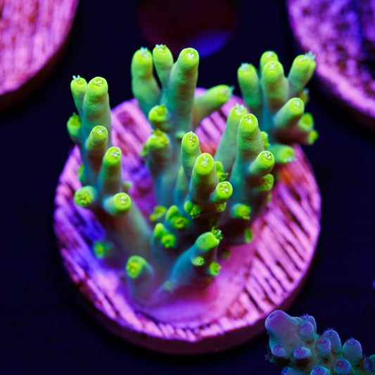 CC Retina Blaster Suharsoni #3