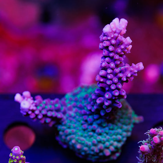Purple Stag XL