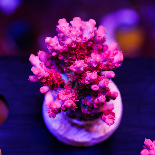 Vivid Confetti XL #1
