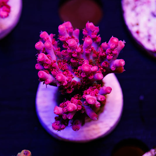 Vivid Confetti XL #2