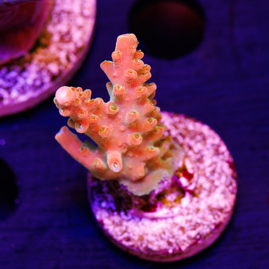 TSA Orange Creamsicle #1
